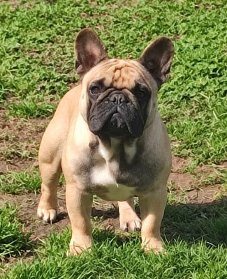 Étalon Bouledogue français - moscow favorite Marvel