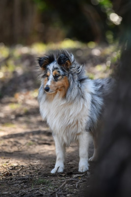 Étalon Shetland Sheepdog - Valkyrie la guerrière bleue des Crocs de Provence