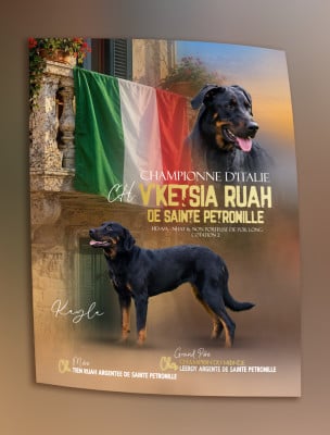 Étalon Berger de Beauce - CH. ITALIE V'Ketsia dite kayla ruah De sainte petronille