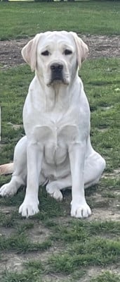 Étalon Labrador Retriever - Vanaé De La Légende De L'Abbaye D'Arrouaise