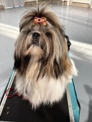 Étalon Shih Tzu - CH. Vanille des Amours de Pyrène