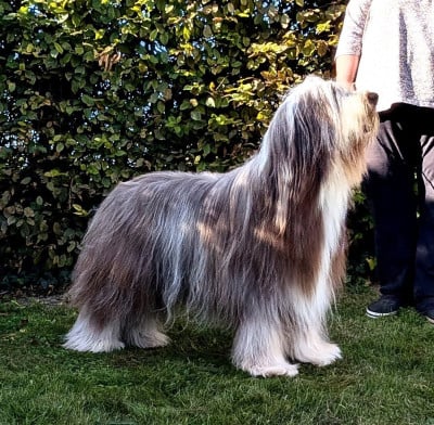 Étalon Bearded Collie - Vertige de l'amour Des gardes champetres