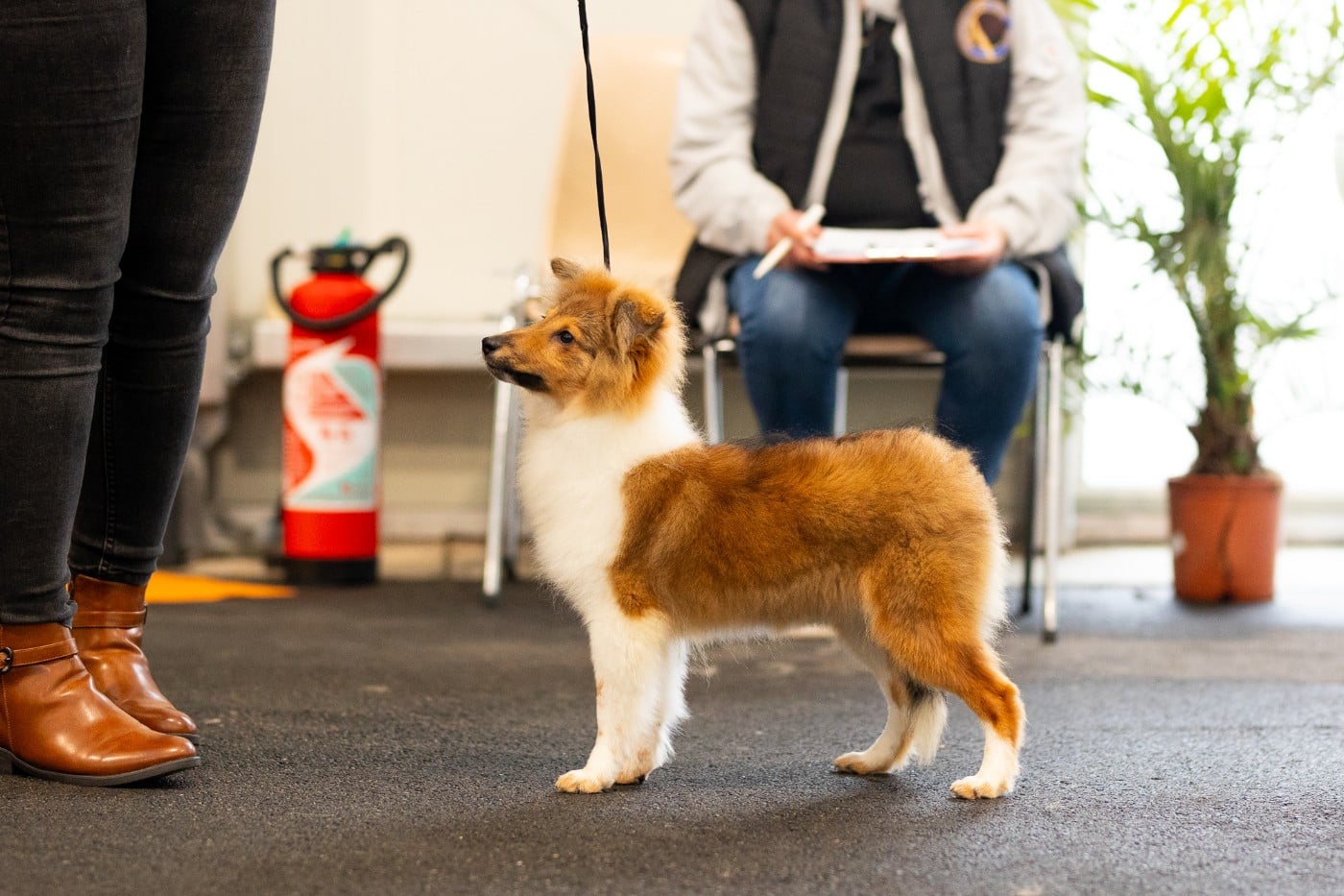 Les Shetland Sheepdog de l'affixe   de l'elixir d'amour