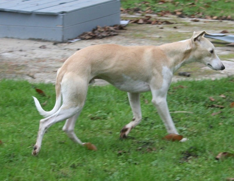Les Whippet de l'affixe   du clos des Obiers