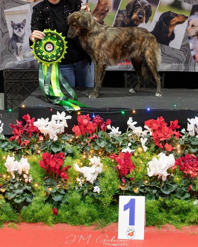 Les Cursinu de l'affixe   Des Embruns De Jade