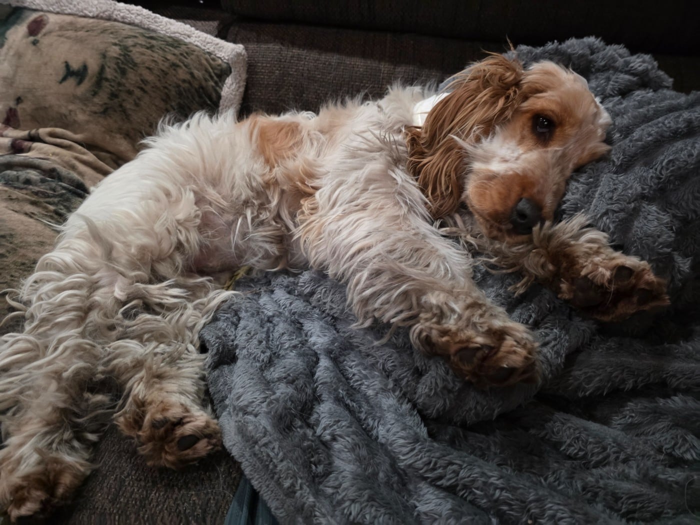 Les Cocker Spaniel Anglais de l'affixe   des Lacs de la Cote d'Argent