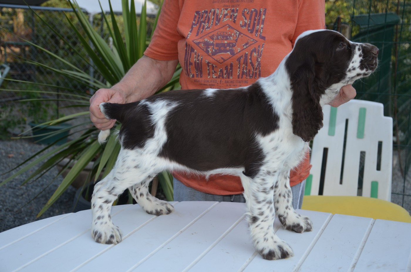 Les English Springer Spaniel de l'affixe   du Rieu-Grand