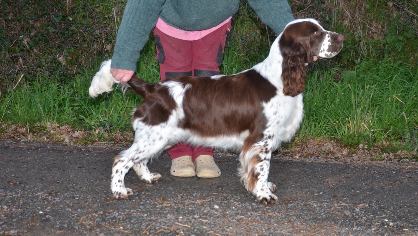 Les English Springer Spaniel de l'affixe   du Rieu-Grand