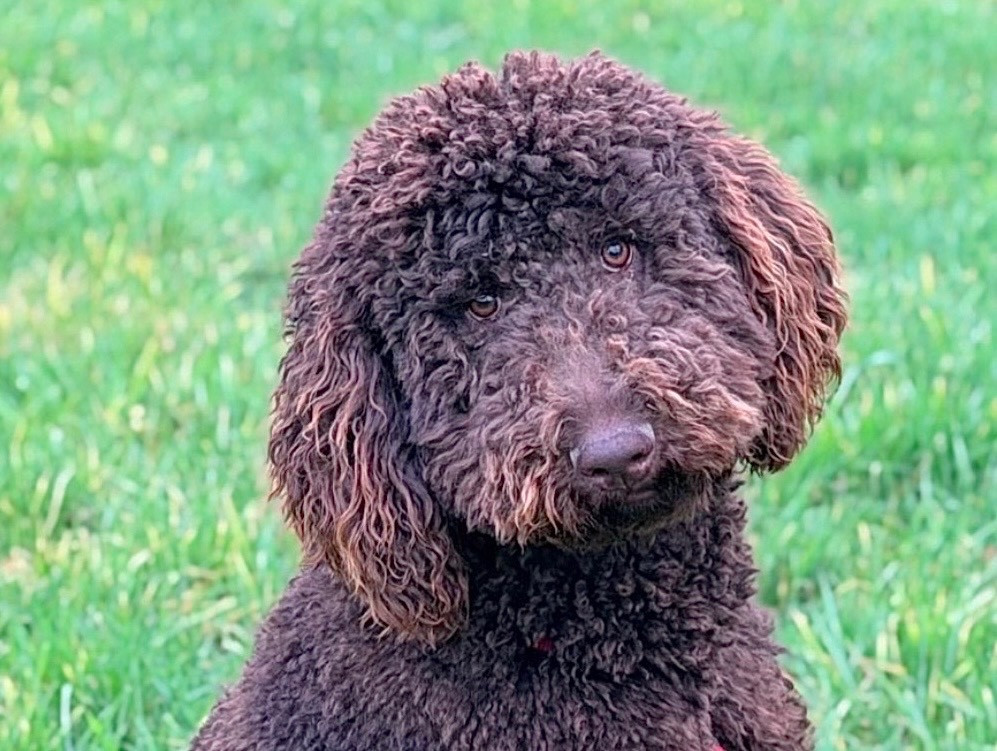 Les Caniche de l'affixe   De La Vallée Du Petit Pré