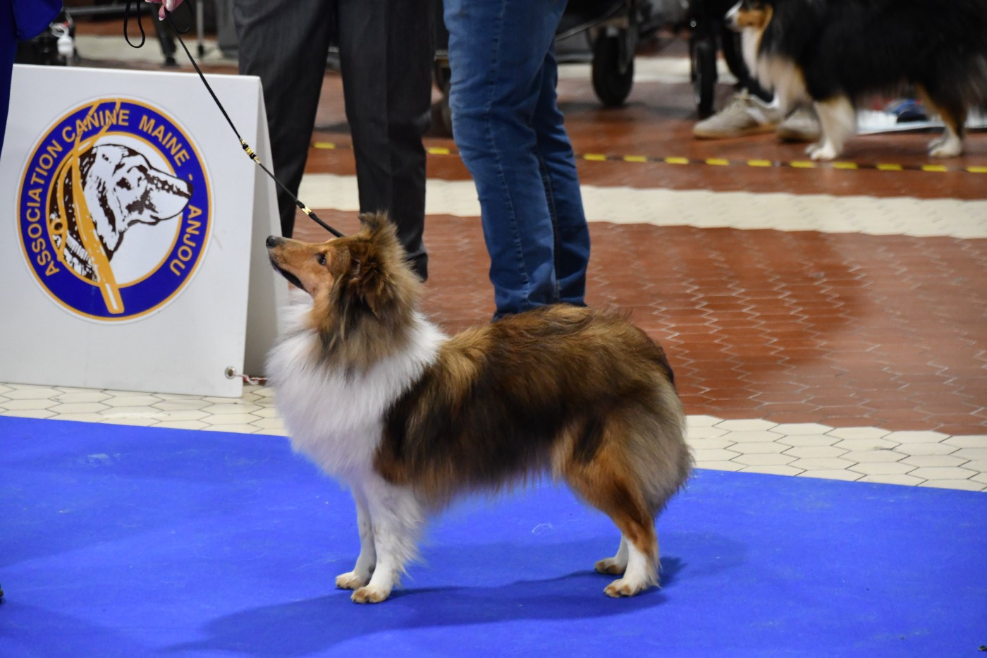 Les Shetland Sheepdog de l'affixe   de l'elixir d'amour