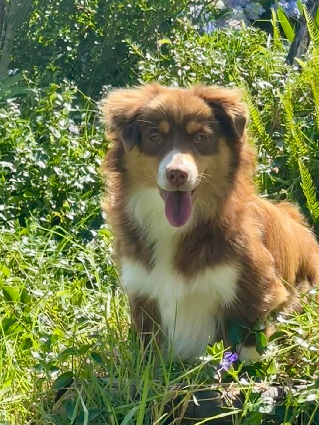 Les Berger Américain Miniature  de l'affixe   Du Joyaux Des Mascareignes