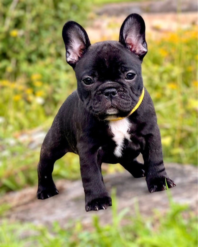 Les Bouledogue français de l'affixe   du Léman d'Or