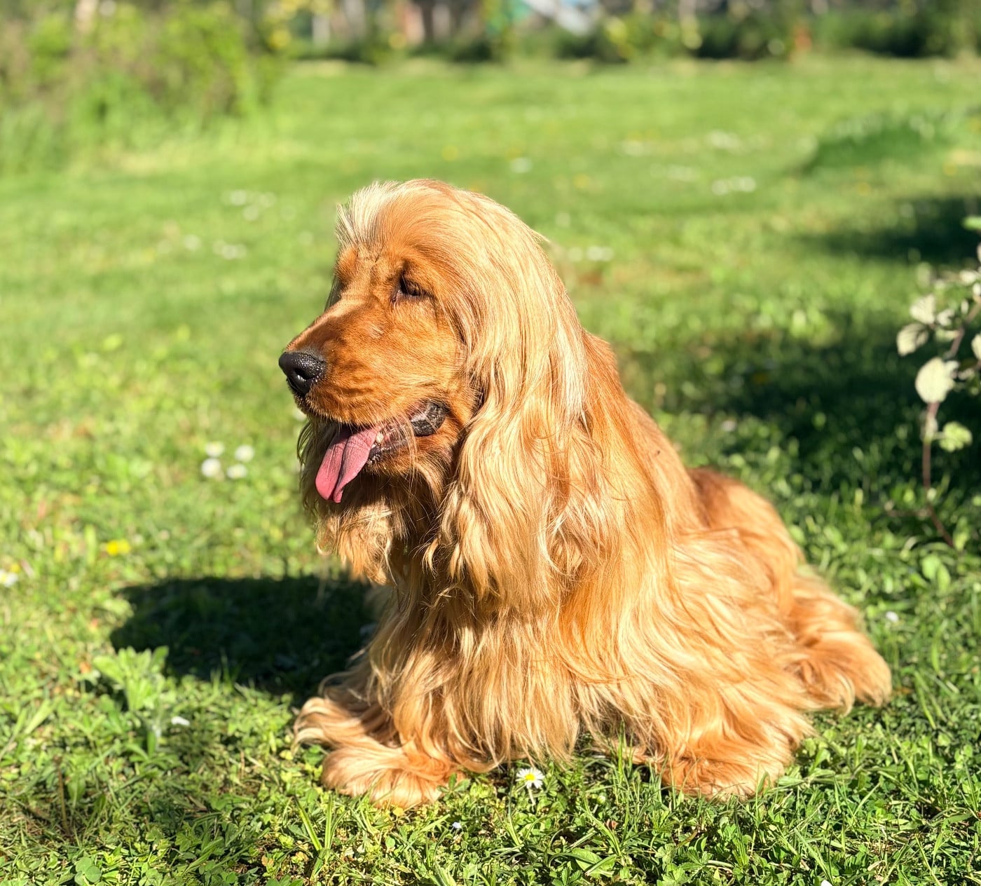 Les Cocker Spaniel Anglais de l'affixe   Sweet Baby Bear