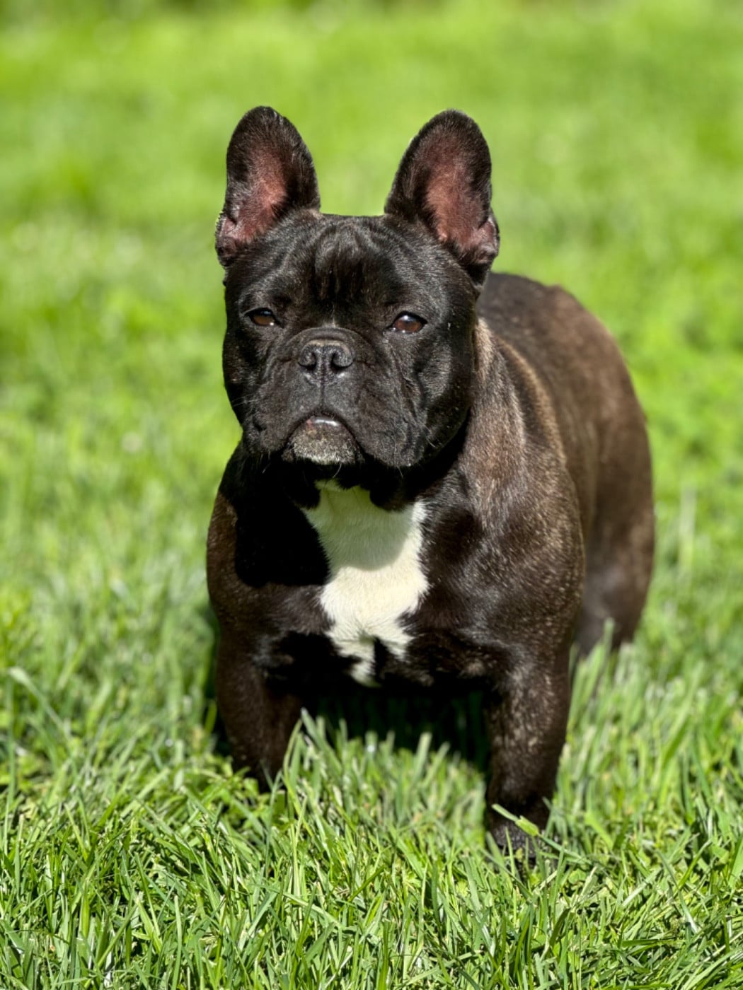 Les Bouledogue français de l'affixe   du Léman d'Or