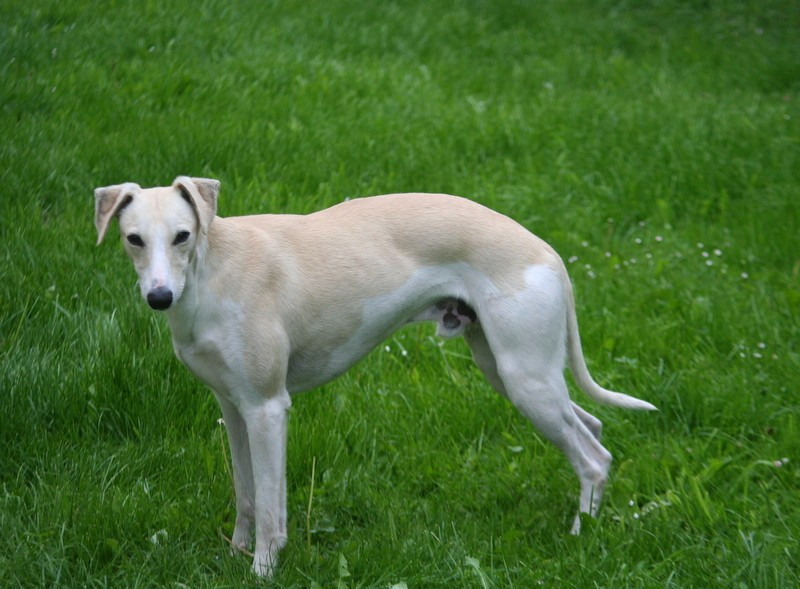 Les Whippet de l'affixe   du clos des Obiers