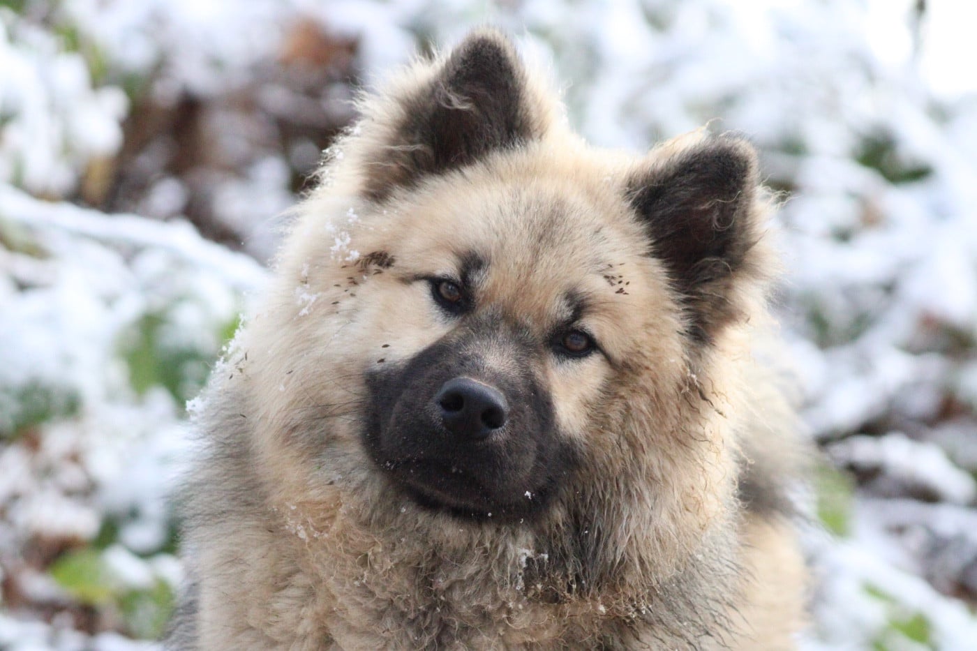 Les Eurasier de l'affixe   Des Traces De Loup