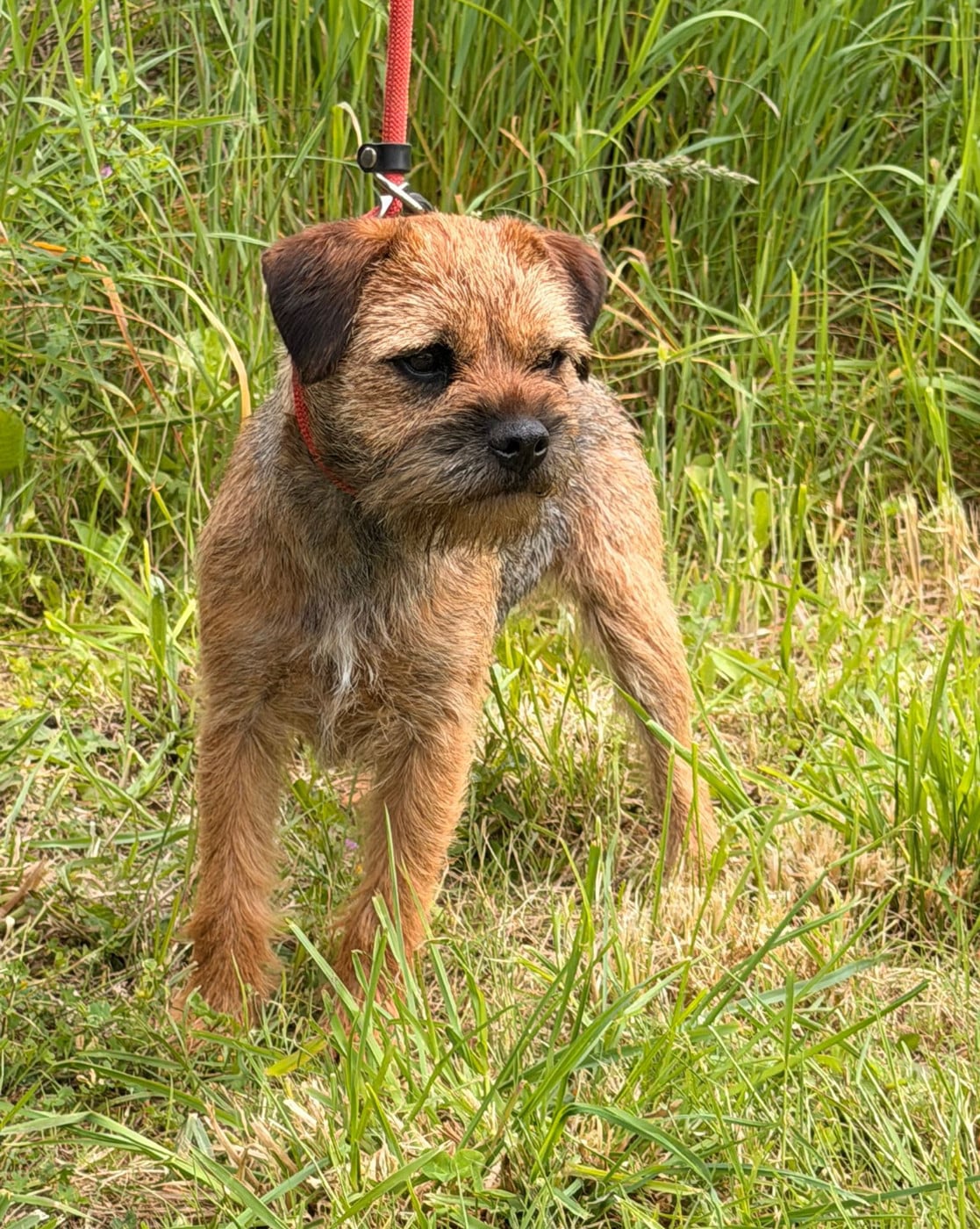 Les Border Terrier de l'affixe   Du Jardin D'inuko