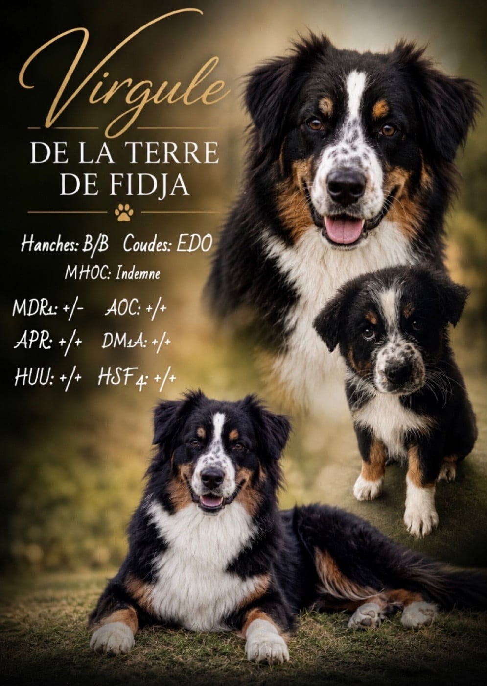 Publication : de la Terre de Fidja  