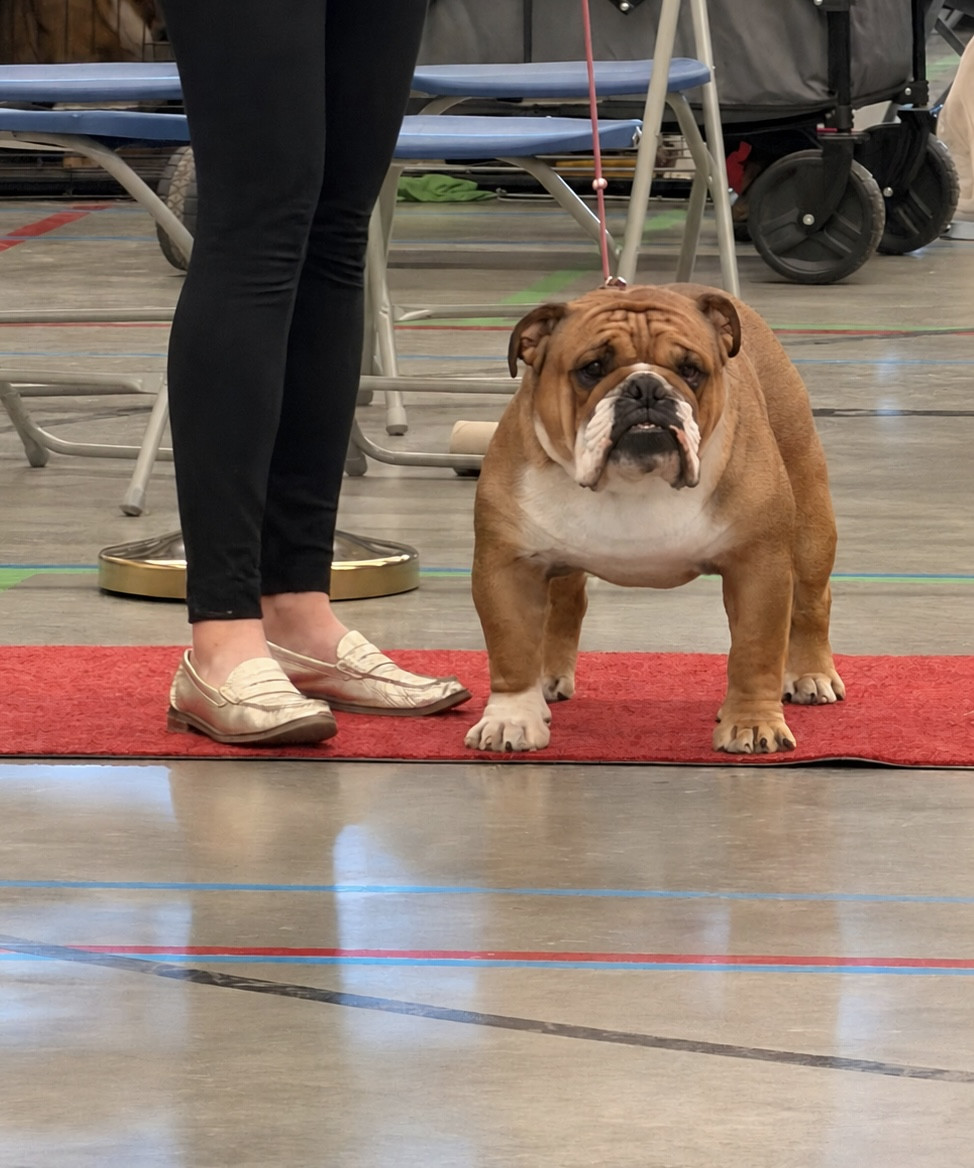 Myally Bulldog A no brainer