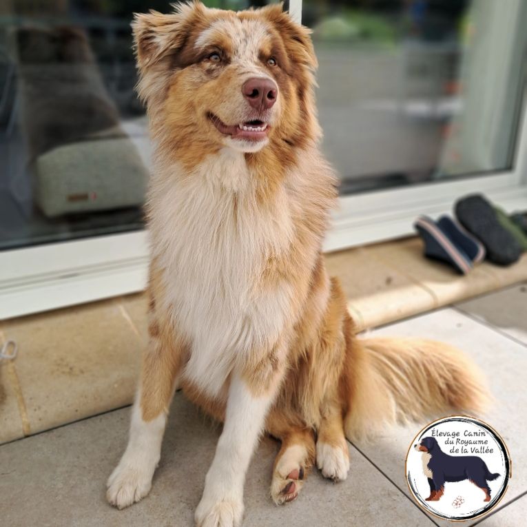 Les Berger Australien de l'affixe   Du Royaume De La Vallée