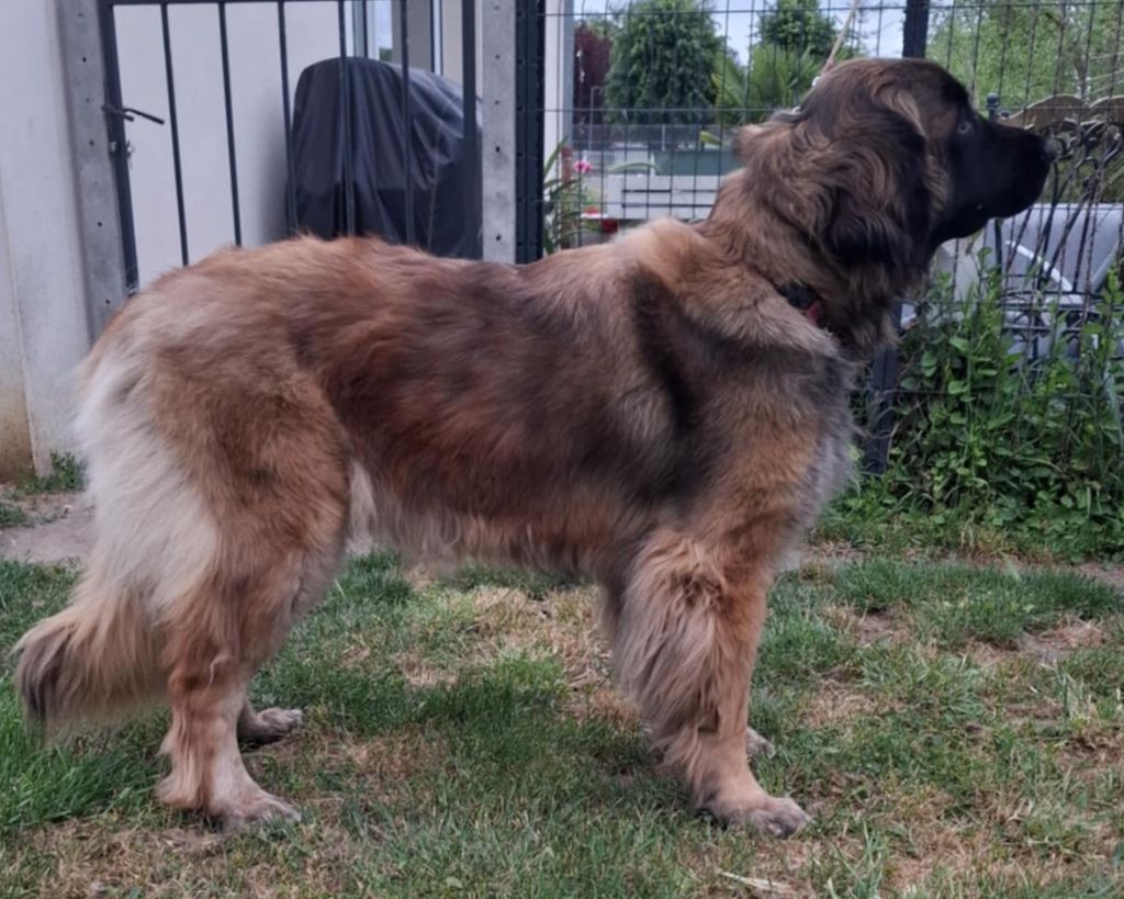 Les Leonberger de l'affixe   Des Terres De L’Oppidum