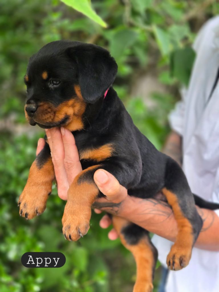 Appy Des Anges Gardiens Occitans