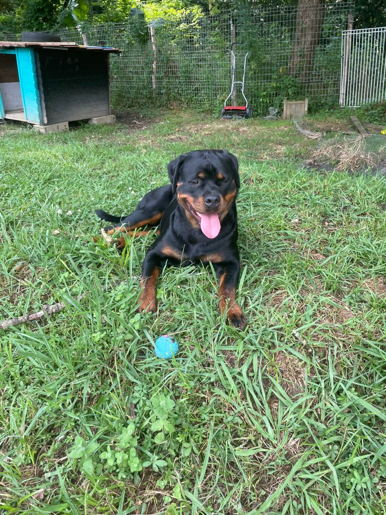 Les Rottweiler de l'affixe   L'Olympe Des Sentinelles Et Des Cerberes