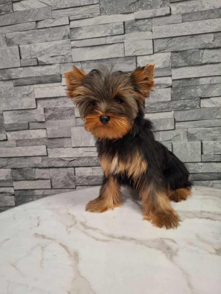 Apsy-boy Des babys d'emporda