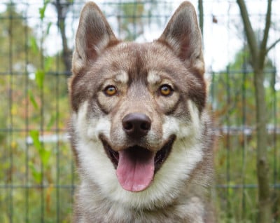 Étalon Siberian Husky - Alcateia Das Neves Akuma