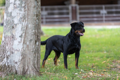 Étalon Rottweiler - Tina De La Vallée Des Glaciers
