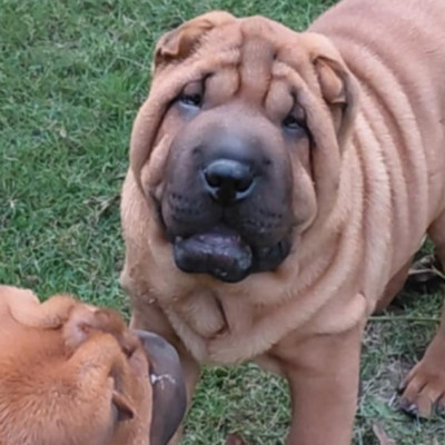 Étalon Shar Pei - Abby De L'Esprit De Buchido