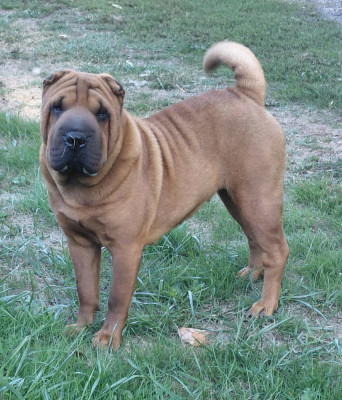 Étalon Shar Pei - Abby De L'Esprit De Buchido