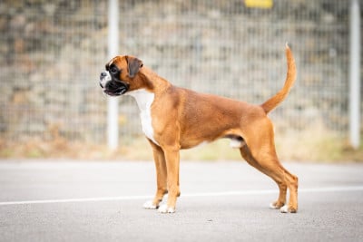 Étalon Boxer - Aksel Des Fidèles Compagnons d'Uxen