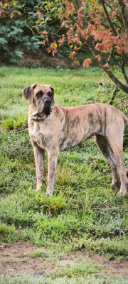 Étalon Dogue allemand - VVILHELMINA MARIA de la Benjamine