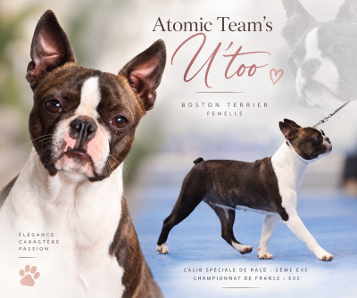 Étalon Boston Terrier - Atomic Team's U'too