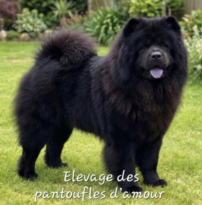 Étalon Chow Chow - Violette des Pantoufles d'Amour
