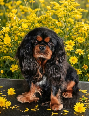 Étalon Cavalier King Charles Spaniel - Menphis flowers city