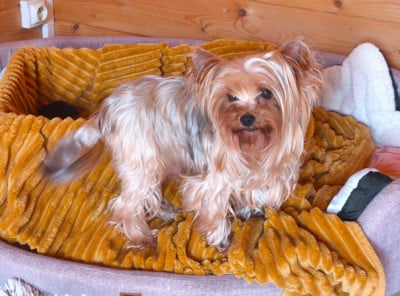Étalon Yorkshire Terrier - Satine du Domaine de Naugigoutte