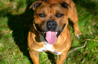 Étalon Staffordshire Bull Terrier - Univers Des Songeurs O'Crocs Blancs