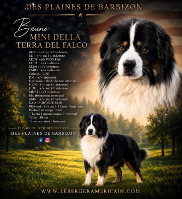 Étalon Berger Américain Miniature  - Ben - bruno mini de la terra del falco