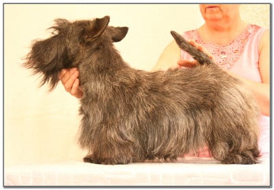 Étalon Scottish Terrier - Alias du Clan des Petits Colonels