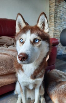 Étalon Siberian Husky - Vodka la meute du pays de bray