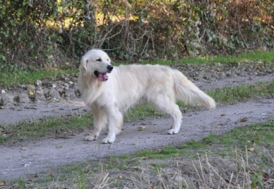 Étalon Golden Retriever - Switch De La Colline D'Eole