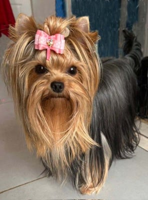 Étalon Yorkshire Terrier - Vanilla sky du domaine de Vellière