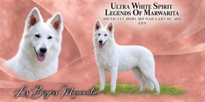Étalon Berger Blanc Suisse - Ultra white spirit « Mulan » Legends of Marwarita