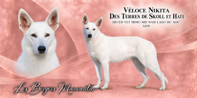 Étalon Berger Blanc Suisse - Véloce « Nikita » des terres de skoll et hati