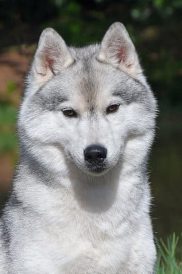 Étalon Siberian Husky - Unicorn addict The Land Of Wolves