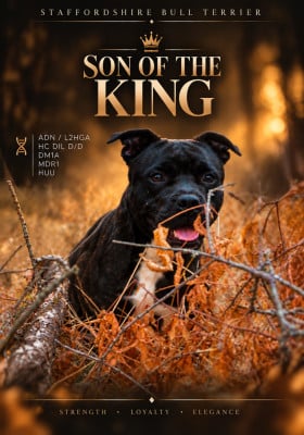 Killy'rena Victorious son of the king