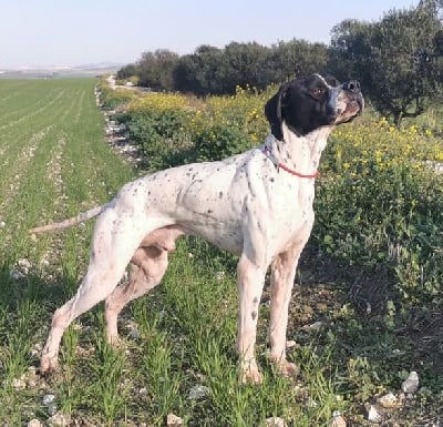 CH. Player des trois Baronnies