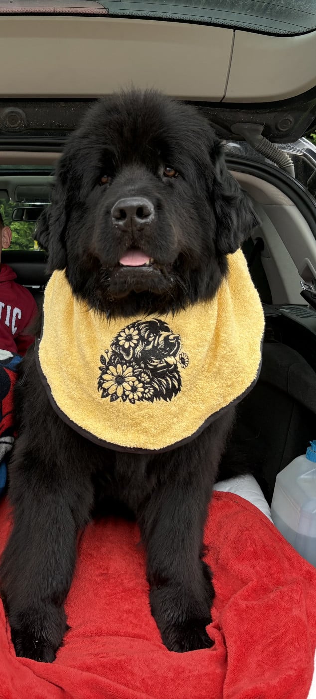 Les Terre-neuve de l'affixe   Des Terres De La Gree